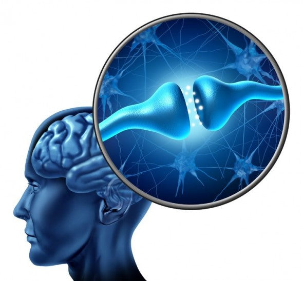 NEW RESEARCH SUPPORTS – SLEEP AND BRAIN ENERGY RESTORATION